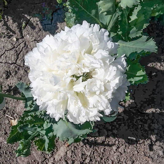 Papaver - White Cloud