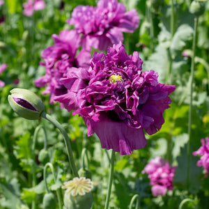 Papaver -  Purple Peony