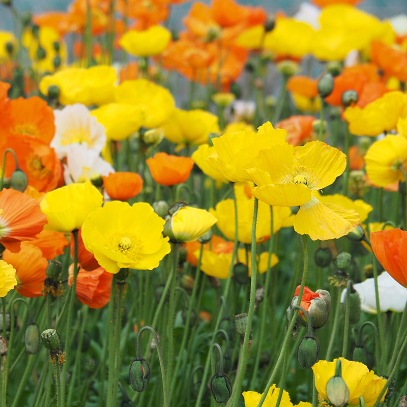 Papaver - Iceland Mix