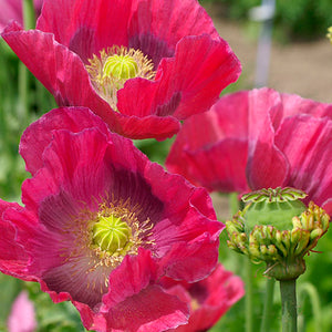Papaver - Hen and Chickens
