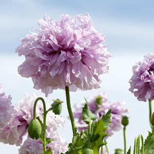 Papaver - Lilac Pompon