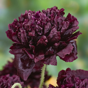 Papaver - Black Peony