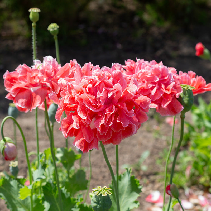 Papaver - Frosted Salmon Peony