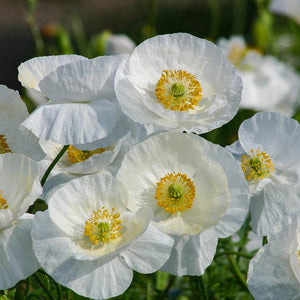 Papaver - Bridal Silk