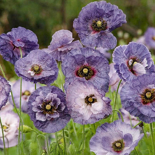 Papaver - Amazing Grey
