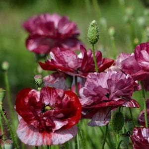 Papaver - Pandora