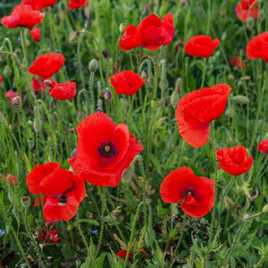 Papaver - Single Red