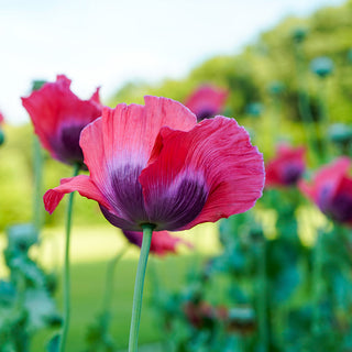 Papaver Bowling Ball