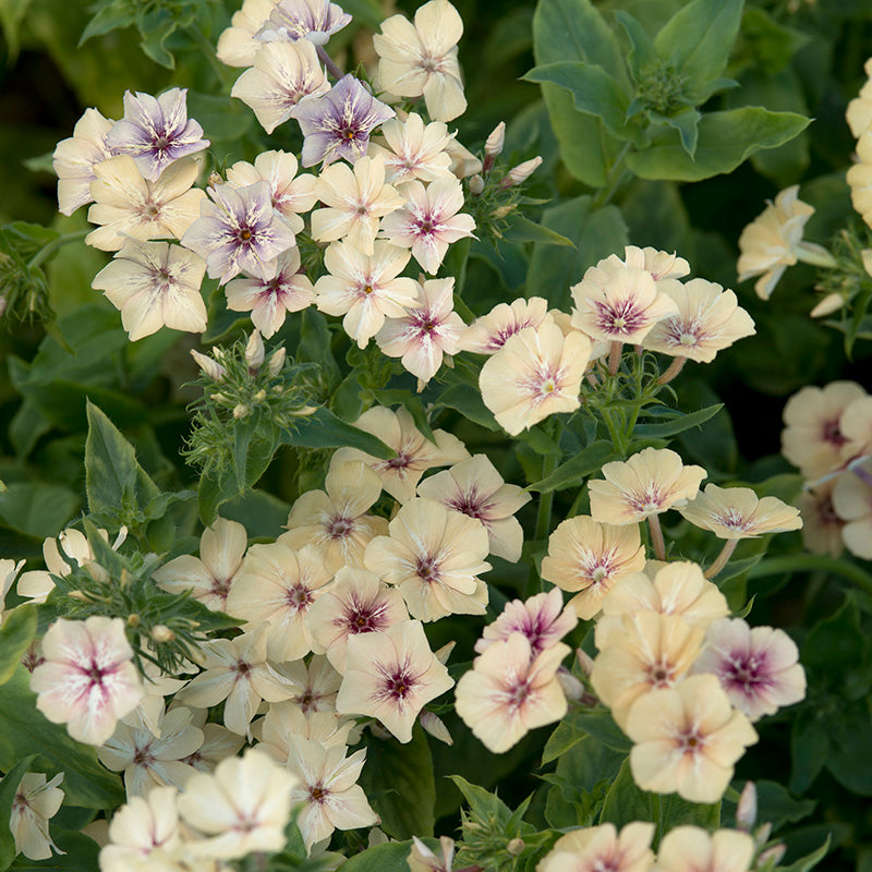 63205_800x800