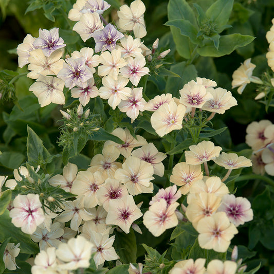 63205_800x800