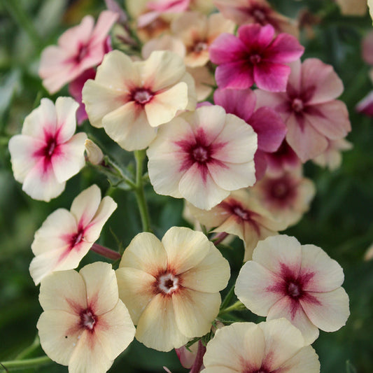 Phlox Cherry Caramel