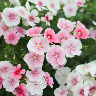 Phlox Blushing Bride