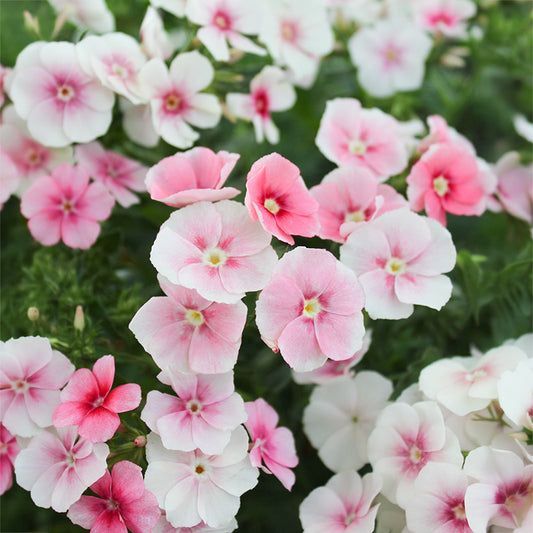 Phlox Blushing Bride