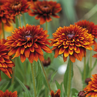 Rudbeckia Cherokee Sunset