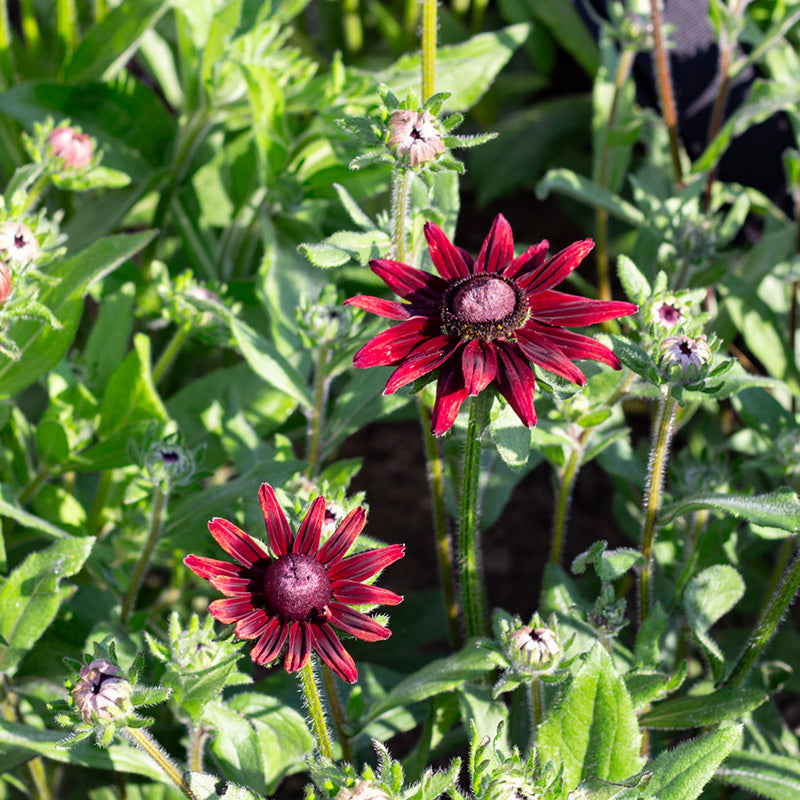 Zonnehoed | Cherry Brandy | Rudbeckia hirta | Jansen Zaden