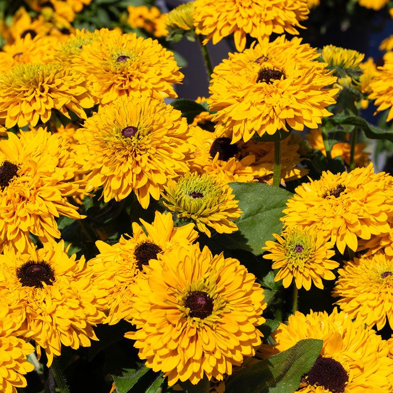 Zonnehoed zaden kopen? Echinacea purpurea van topkwaliteit!