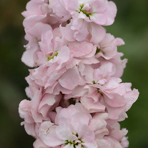 Violier - Column Appleblossom