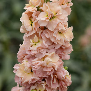 Violier - Apricot