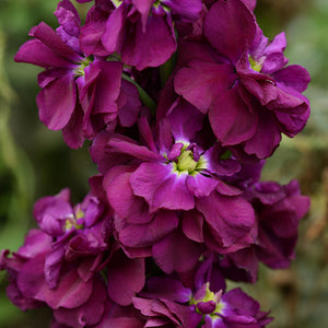 Violier - Purple Heart