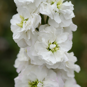 Violier - White Goddess