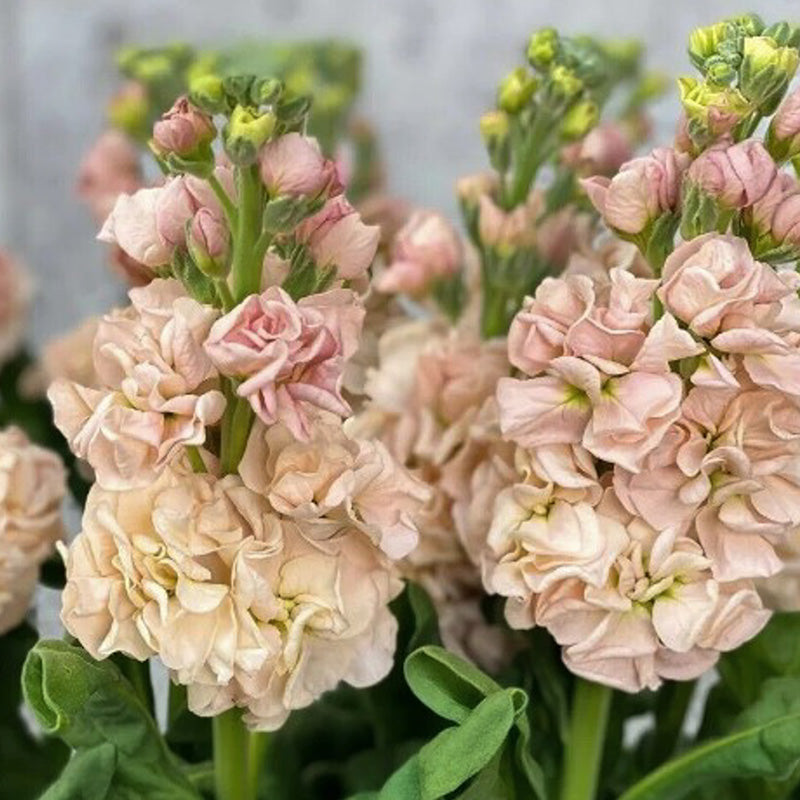 Violier | Katz Apricot | Matthiola incana | Jansen Zaden