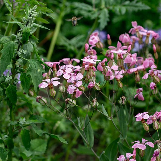 Zeepkruid | Pink Beauty | Saponaria vaccaria | Jansen Zaden