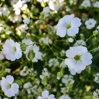 Zeepkruid - White Beauty