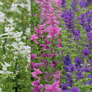 Salvia horminum Mixed