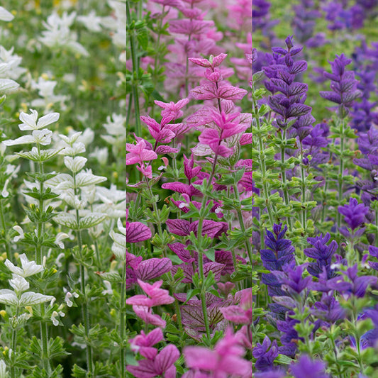 Salvia horminum Mixed