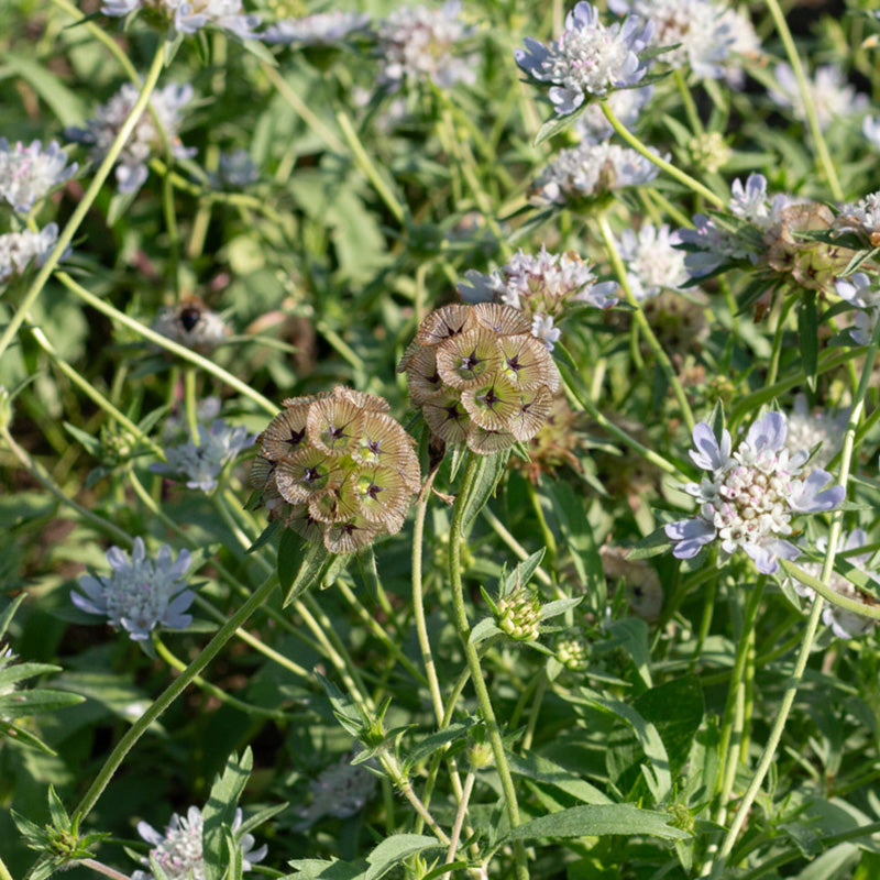 Moon Scabious Duifkruid | Paper Moon | Scabiosa stellata | Jansen Zaden