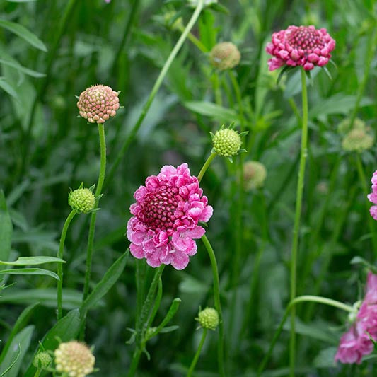 Duifkruid | Salmon Queen | Scabiosa atropurpurea | Jansen Zaden