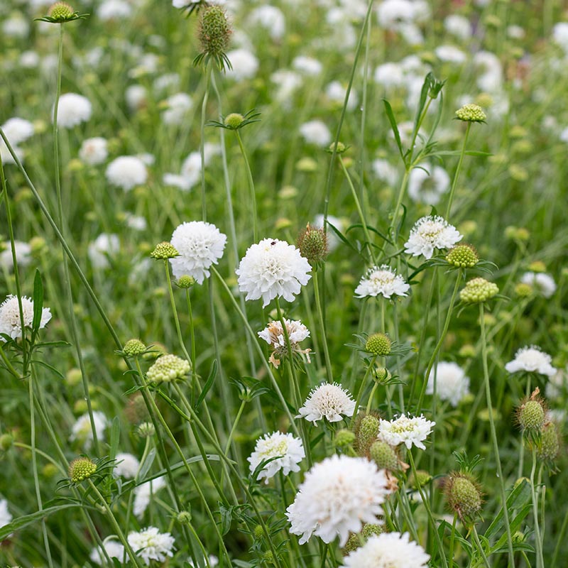 Duifkruid | White | Scabiosa artropurpurea | Jansen Zaden