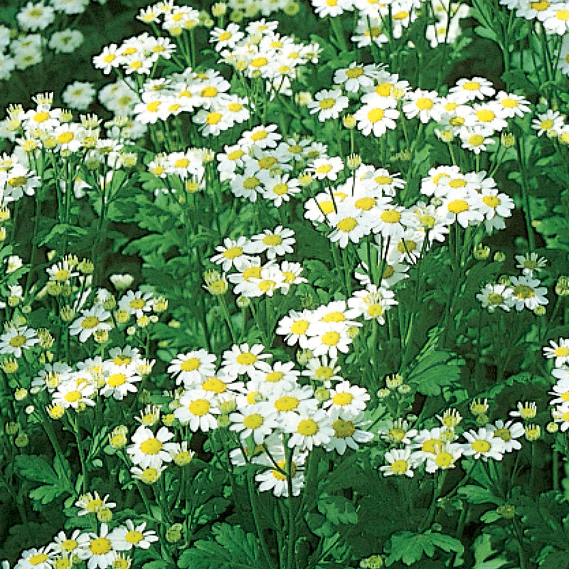 files/65000_800x800_1.jpg