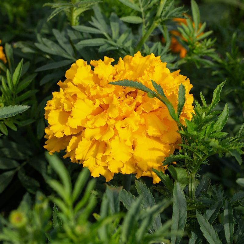 Tagetes Crackerjack