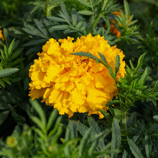 Tagetes Crackerjack
