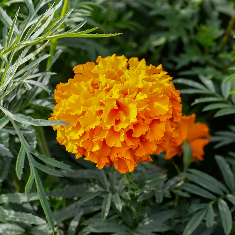 Tagetes Crackerjack
