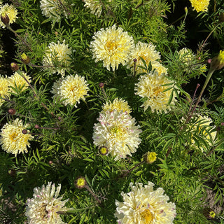 Afrikaantje - Sugar & Spice White