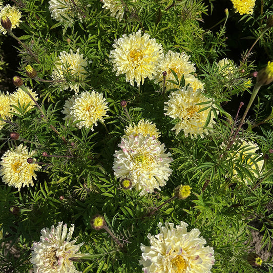 Afrikaantje - Sugar & Spice White