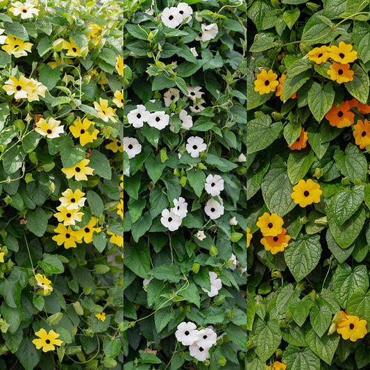 Thunbergia alata Mix