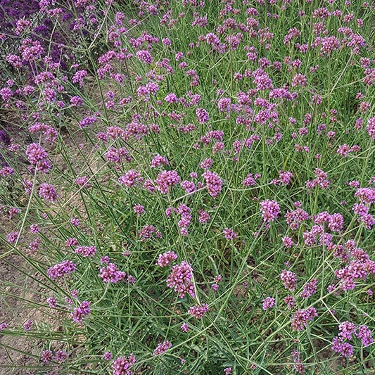 IJzerhard | Verbena bonariensis | Jansen Zaden