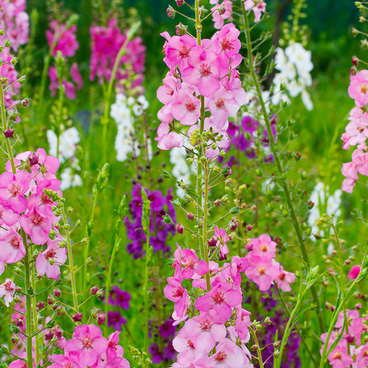 Mottenkruid - Mullein Mix