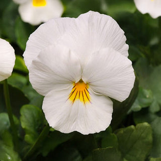 Viooltje - Cool Wave® White F1