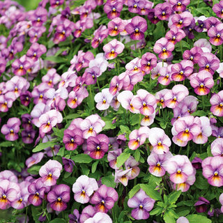 Viola Floral Power Plum Antique F1