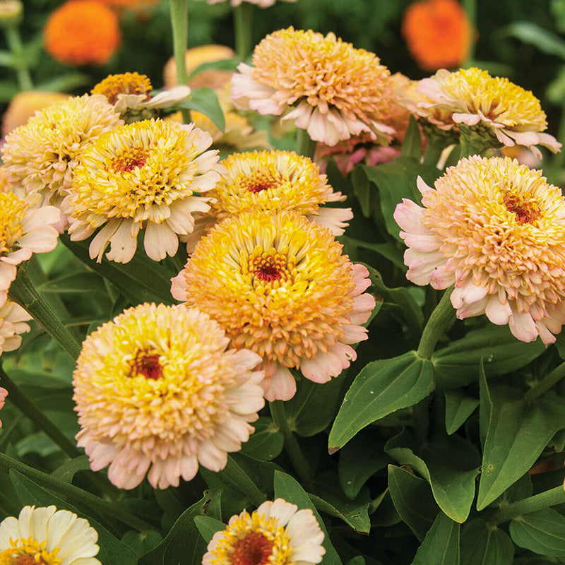 Zinnia Zinderella Peach