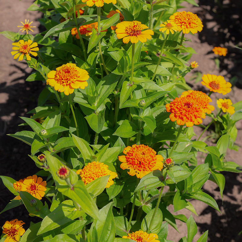Zinnia elegans | Cresto! Orange | Jansen Zaden