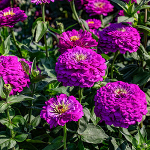 Zinnia Benary's Giant Purple