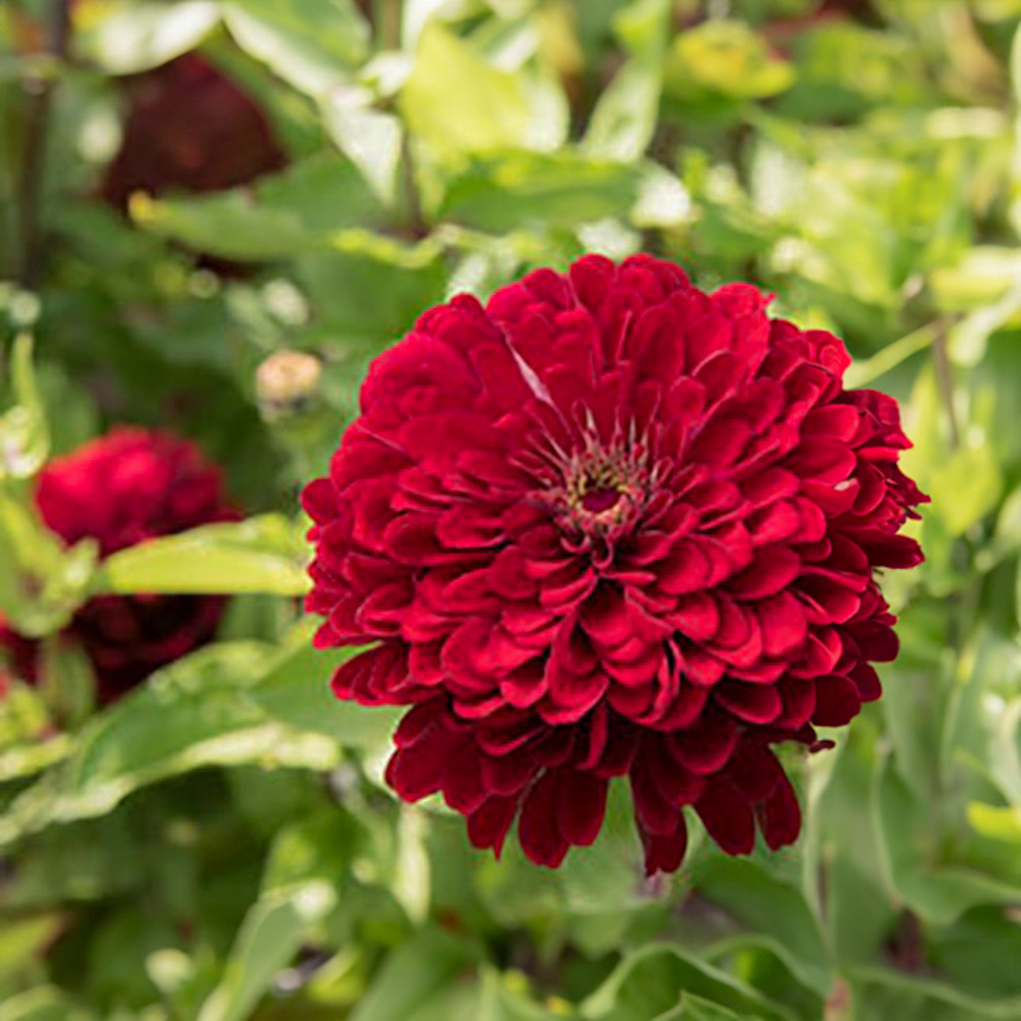 Zinnia elegans | Benary's Giant Deep Red | Jansen Zaden Zinnia elegans | Benary's Giant Deep Red | Jansen Zaden