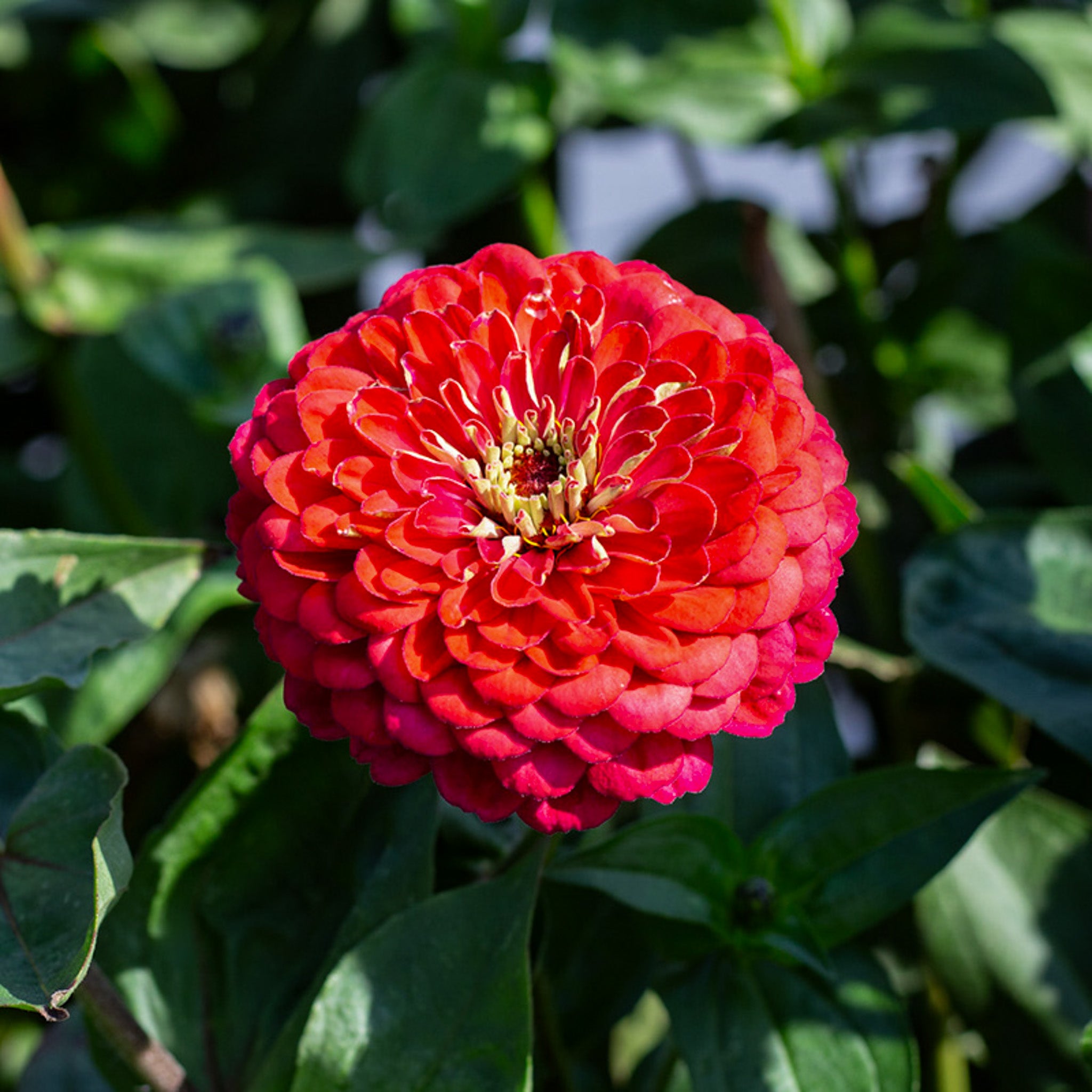 Zinnia elegans | Benary's Giant Carmin | Jansen Zaden