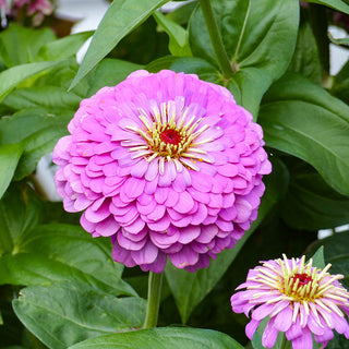 Zinnia - Dream Rosy Lavender