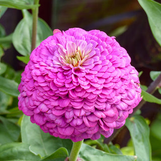 Zinnia - Dream Rosy Lavender